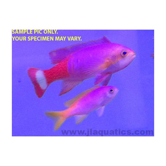 Buy Pictilis Anthias - Female (South Pacific) in Canada for as low as 93.45