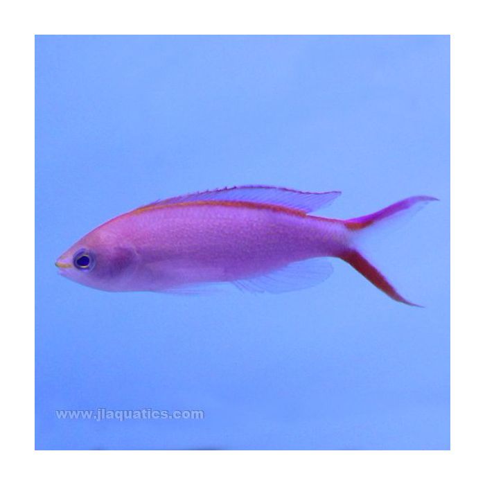 Buy Princess Anthias - Male (Asia Pacific) in Canada for as low as 72.95