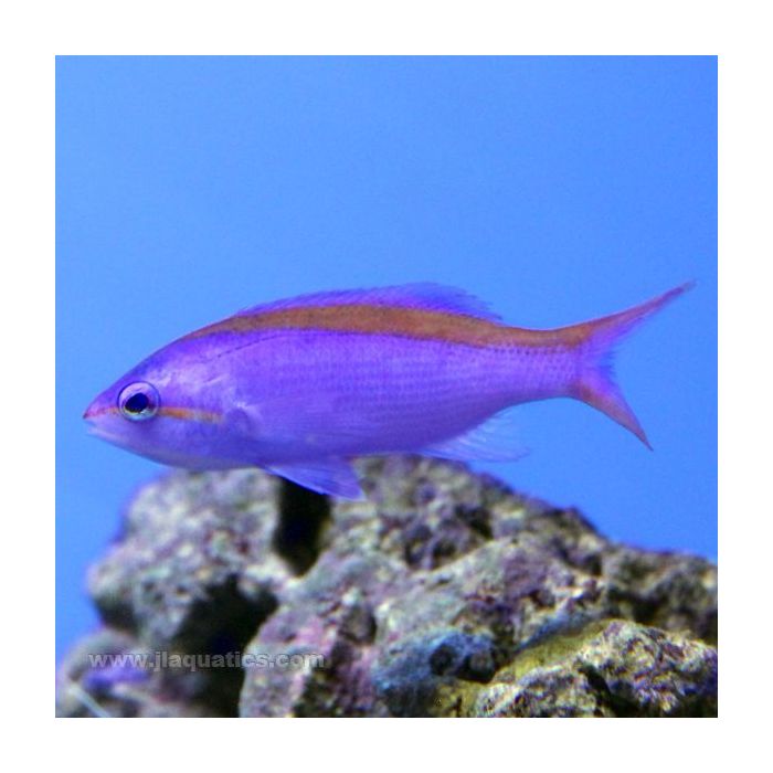 Buy Purple Queen Anthias (Asia Pacific) in Canada for as low as 47.95