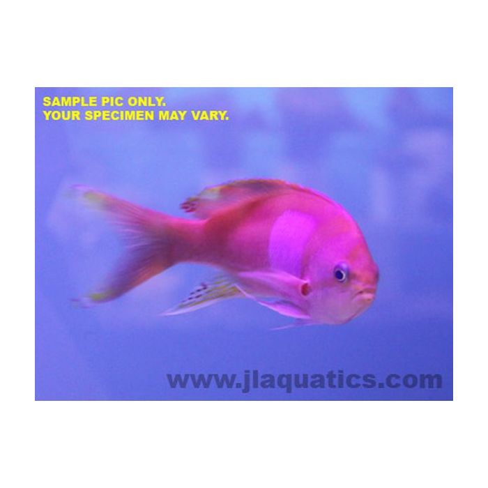 Buy Squarespot Anthias - Male (Asia Pacific) in Canada for as low as 93.45