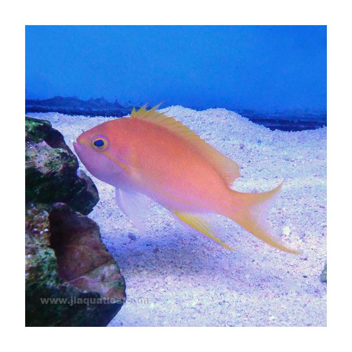 Buy Squarespot Anthias - Female (Asia Pacific) in Canada for as low as 62.95