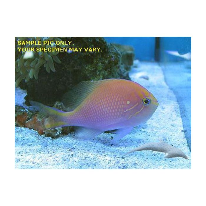 Buy Sunburst Anthias (Asia Pacific) in Canada for as low as 122.95