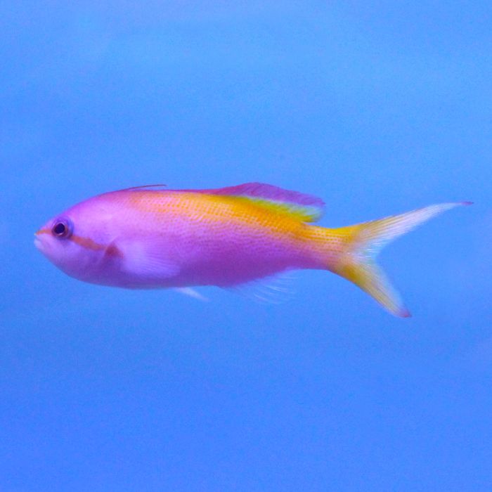 Buy Threadfin Anthias (Indian Ocean) in Canada for as low as 61.95