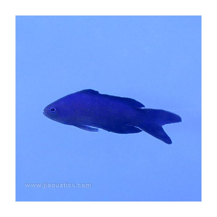 Buy Blue Assessor (Tank Raised) in Canada for as low as 131.95