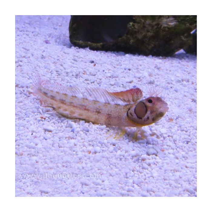 Buy Barnacle Blenny (East Pacific) in Canada for as low as 44.95