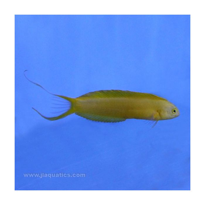 Buy Canary Blenny (South Pacific) in Canada for as low as 44.45