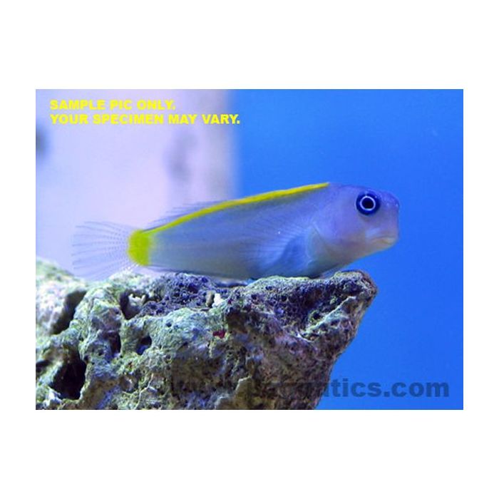 Buy Gold & Blue Blenny (Asia Pacific) in Canada for as low as 26.45