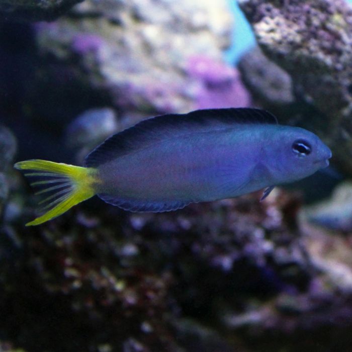 Buy Harptail Blenny (Tank Raised) in Canada for as low as 23.45