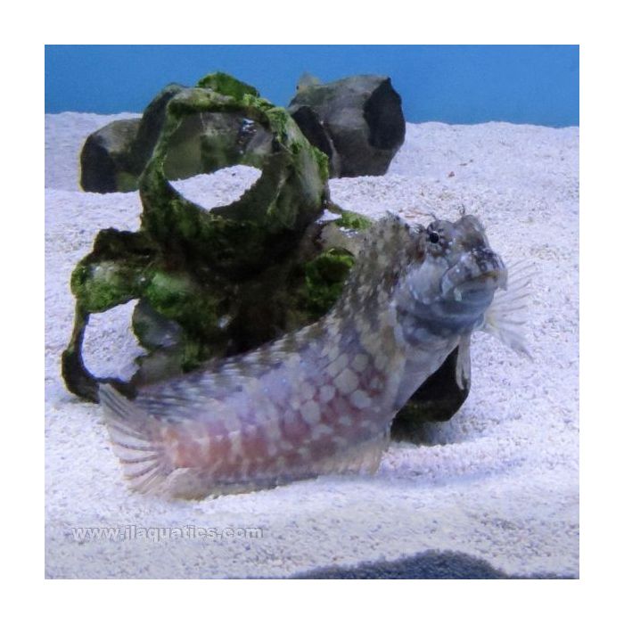 Buy Lawnmower Blenny (Asia Pacific) in Canada for as low as 25.95