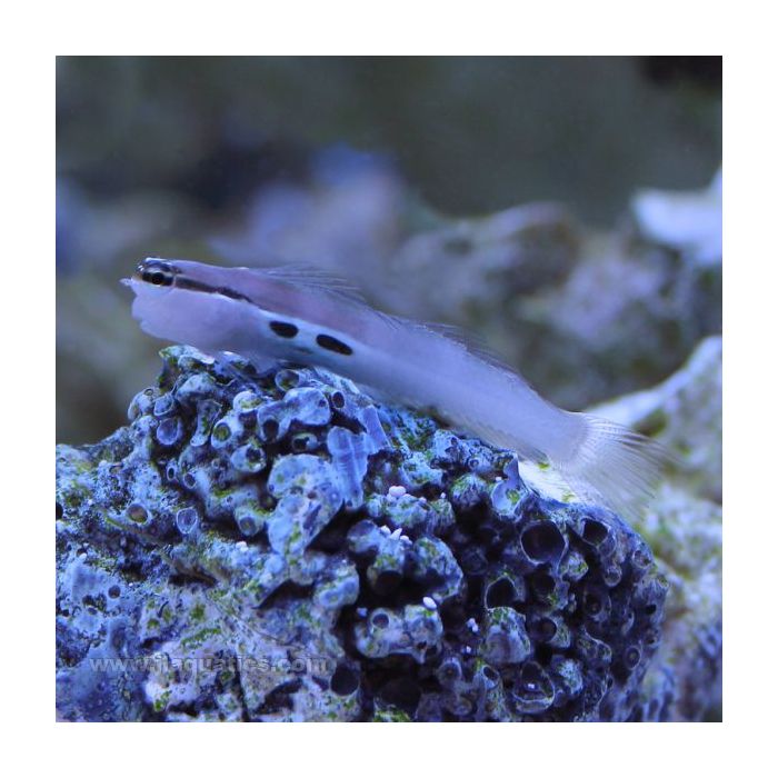 Buy Lined Blenny (Asia Pacific) in Canada for as low as 22.95