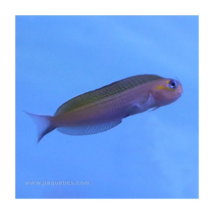 Buy Midas Blenny - Green (Indian Ocean) in Canada for as low as 83.45
