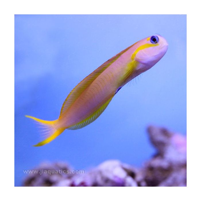 Buy Midas Blenny - Yellow (Indian Ocean) in Canada for as low as 84.45