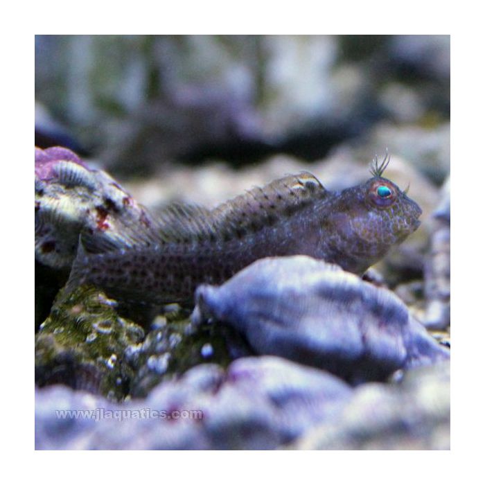 Buy Molly Miller Blenny (Atlantic) in Canada for as low as 39.95