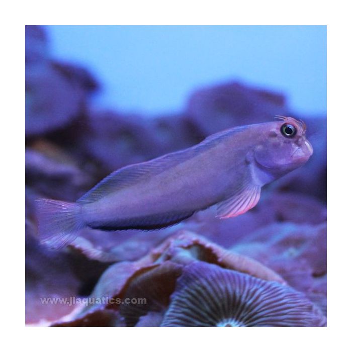 Buy Red Lip Blenny (Atlantic) in Canada for as low as 48.45