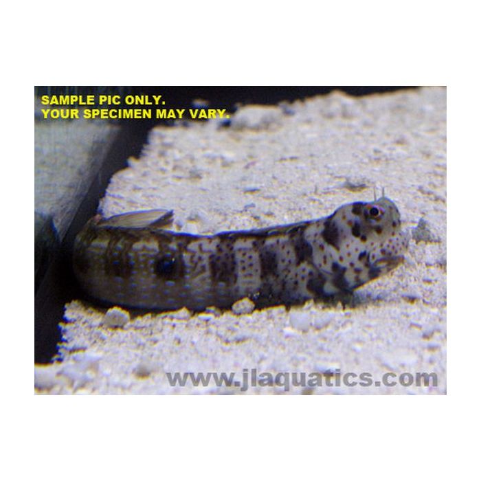 Buy Red Spot Blenny (Asia Pacific) in Canada for as low as 73.95