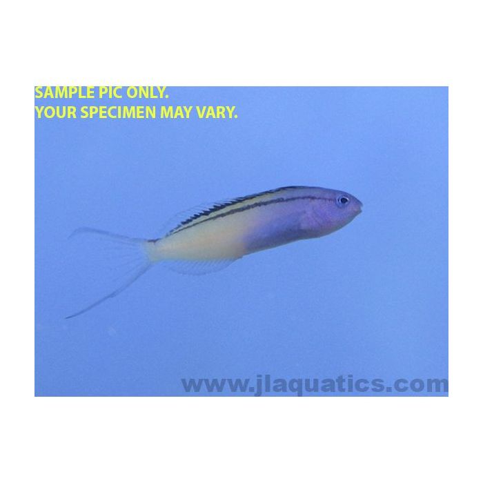 Buy Redsea Mimic Blenny (Red Sea) in Canada for as low as 97.45