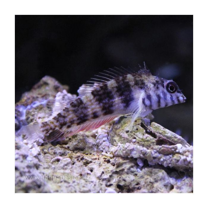 Buy Saddle Blenny (Atlantic) in Canada for as low as 31.45