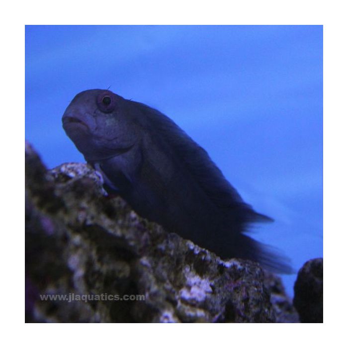 Buy Sailfin Blenny (Asia Pacific) in Canada for as low as 21.45