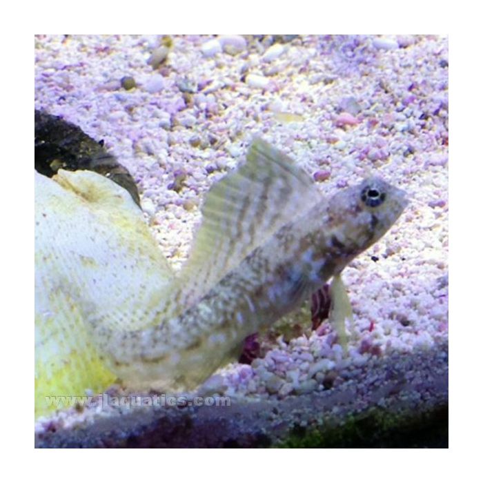 Buy Sailfin Blenny (Atlantic) in Canada for as low as 53.95
