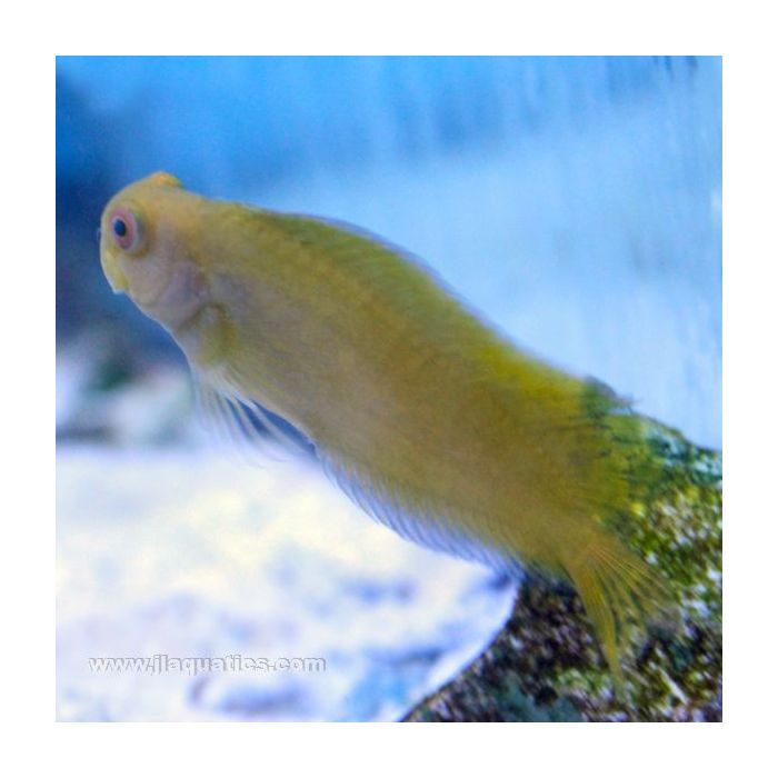 Buy Sailfin Blenny - Yellow (South Pacific) in Canada for as low as 49.45
