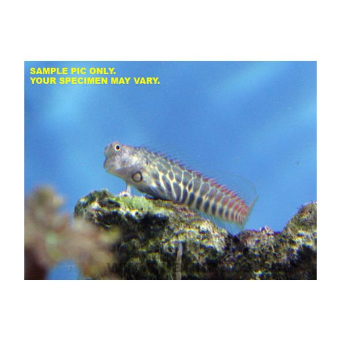 Buy Segmented Blenny (Asia Pacific) in Canada for as low as 20.45