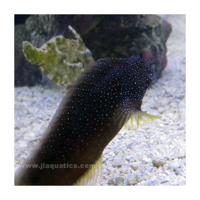 Buy Starry Blenny (Asia Pacific) in Canada for as low as 36.45