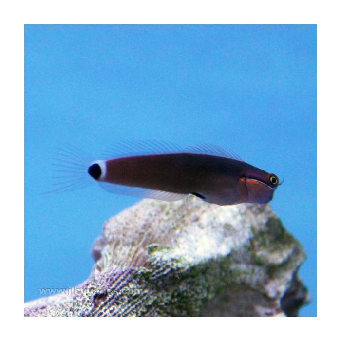 Buy Tail Spot Blenny (Asia Pacific) in Canada for as low as 38.95