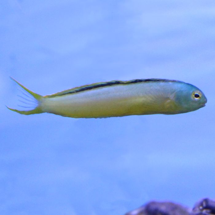 Buy Tonga Green/Yellow Blenny (South Pacific) in Canada for as low as 38.95