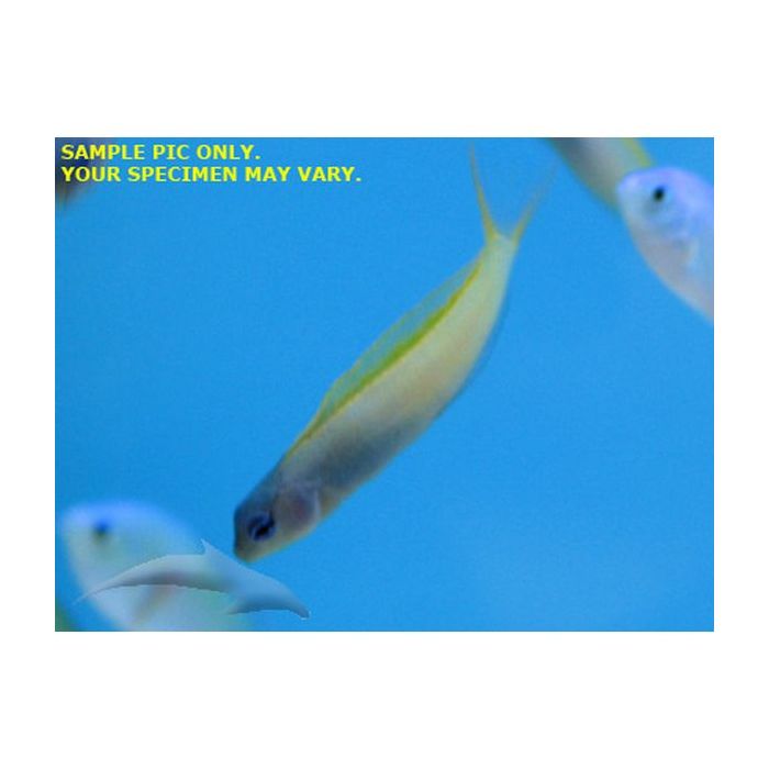 Buy Yellow Tail Fang Blenny (Asia Pacific) in Canada for as low as 35.95