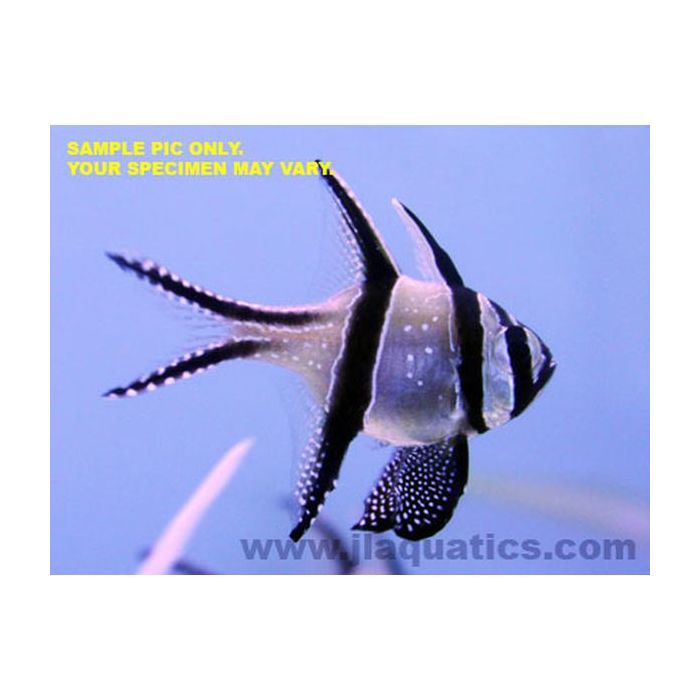 Buy Bangaii Cardinal (Tank Raised) in Canada for as low as 40.95