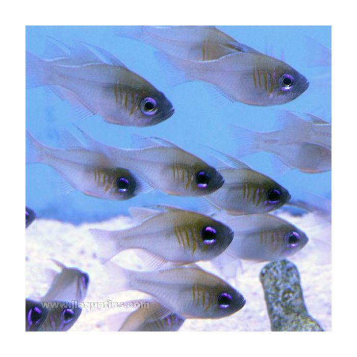 Buy Glass Cardinalfish (South Pacific) in Canada for as low as 33.95
