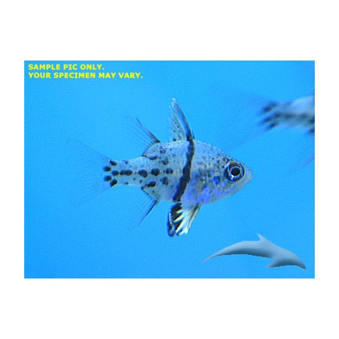 Buy Orbiculate Cardinalfish (Asia Pacific) in Canada for as low as 35.45