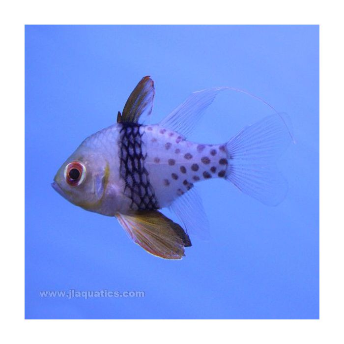 Buy Pajama Cardinalfish (Asia Pacific) in Canada for as low as 28.95