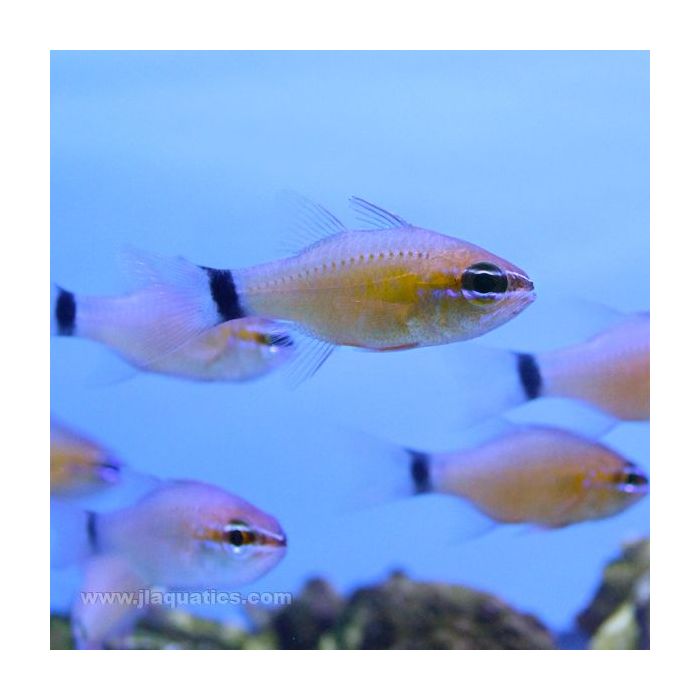 Buy Ring Tail Cardinalfish (Asia Pacific) in Canada for as low as 47.45