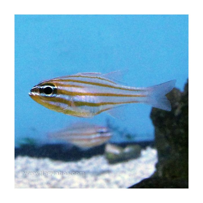 Buy Yellow Stripe Cardinalfish (Asia Pacific) in Canada for as low as 44.45