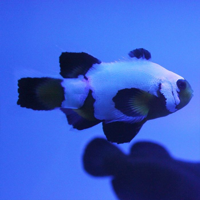 Buy Black Ice Longfin Clownfish (Tank Raised) in Canada for as low as 314.45