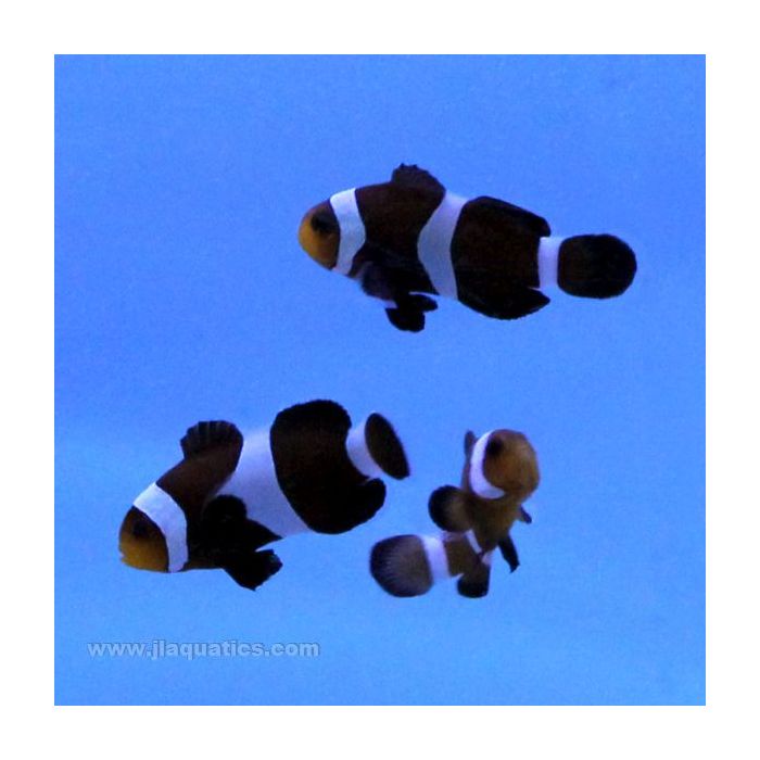 Buy Black Percula Clownfish (Tank Raised) in Canada for as low as 42.95