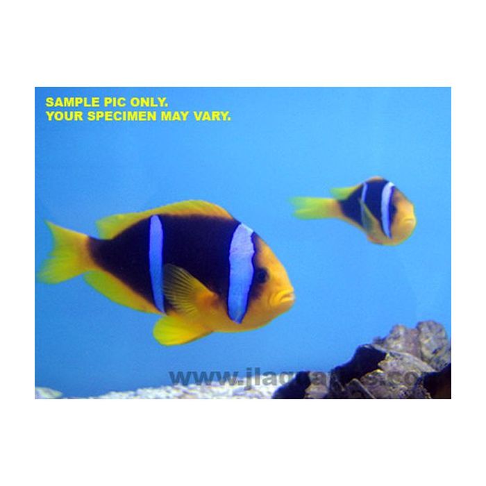 Buy Blue Stripe Clownfish (South Pacific) in Canada for as low as 85.95