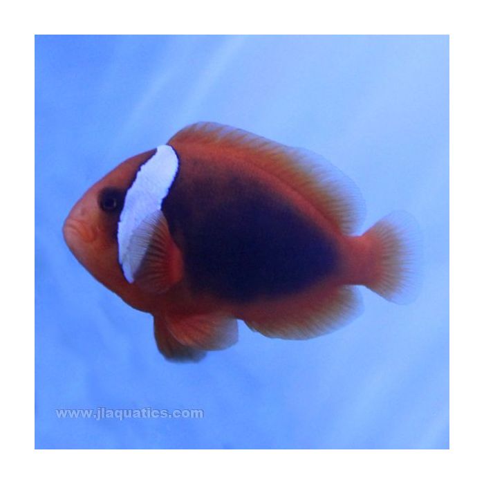 Buy Cinnammon Clownfish (Tank Raised) in Canada for as low as 20.45