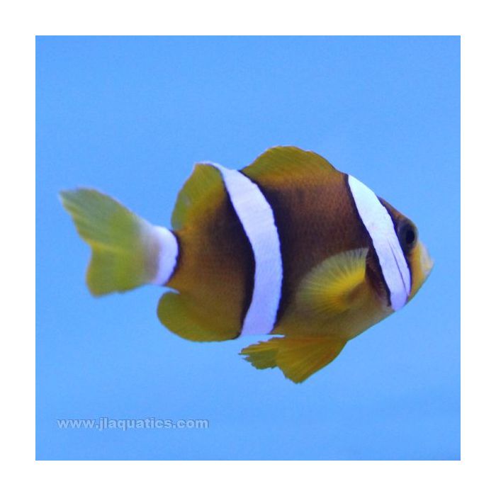 Buy Clarkii Clownfish (Tank Raised) in Canada for as low as 20.95
