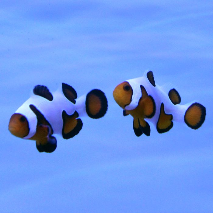 Buy Davinci (Extreme) Clownfish (Tank Raised) in Canada for as low as 158.45