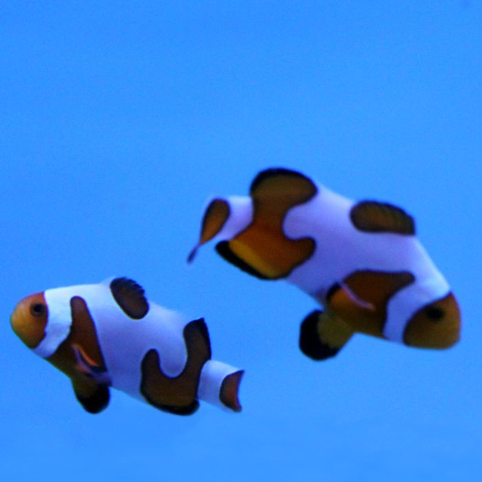 Buy Davinci (Grade A) Clownfish (Tank Raised) in Canada for as low as 67.95
