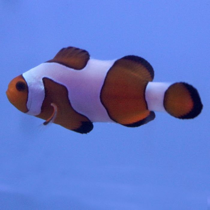 Buy Davinci (Grade B) Clownfish (Tank Raised) in Canada for as low as 51.95