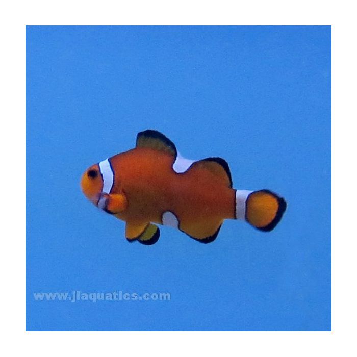 Extreme Misbar Clownfish (Tank Raised)