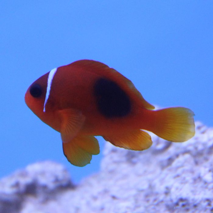 Buy Fire Clownfish (Tank Raised) in Canada for as low as 23.45