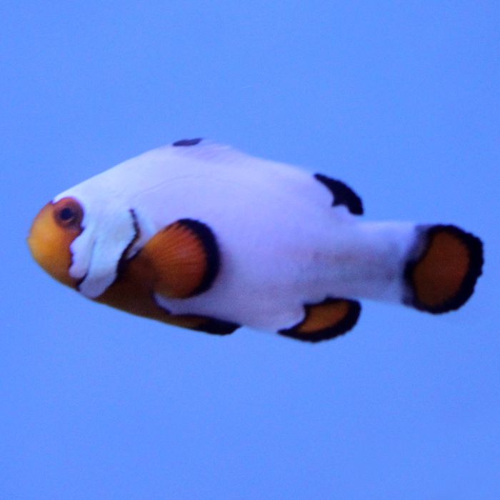 Buy Flurry Clownfish (Tank Raised) in Canada for as low as 51.95
