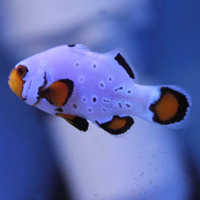 Buy Frostbite Clownfish (Tank Raised) in Canada for as low as 92.95