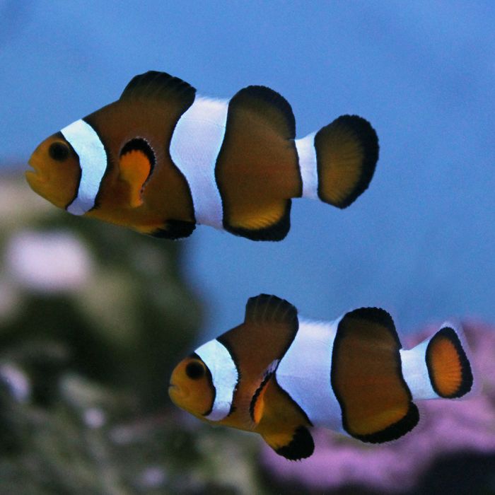Buy Maine Mocha Clownfish (Tank Raised) in Canada for as low as 22.45