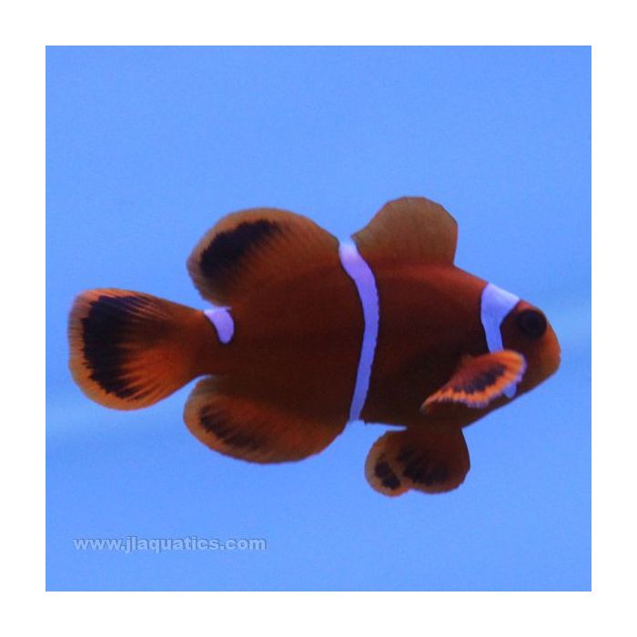 Buy Maroon Clownfish (Tank Raised) in Canada for as low as 20.95