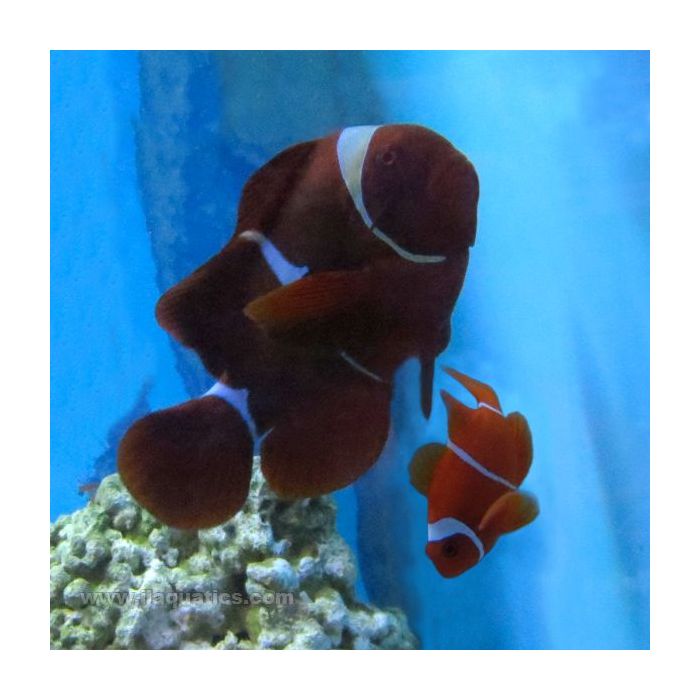 Buy Maroon Clownfish Pair (Indian Ocean) in Canada for as low as 108.95
